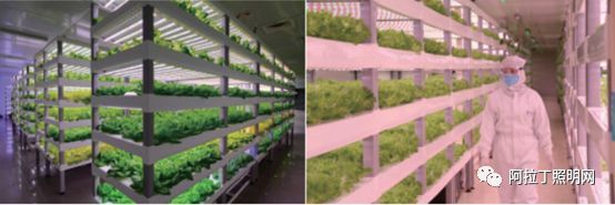 植物工厂应用案例中的知识产权服务与保护探究
